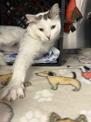 Darwin