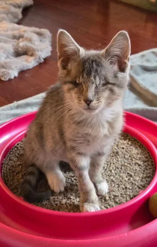 Roomba