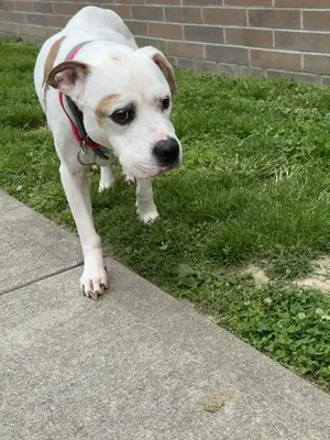 Wishbone