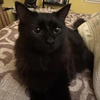 Smokey