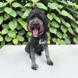 Luna