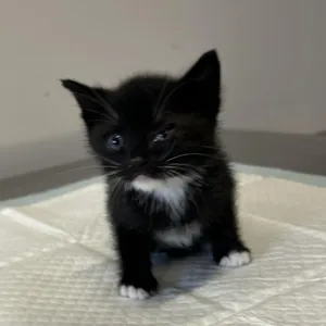 IVHS-Stray-138437