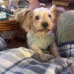 Tempie