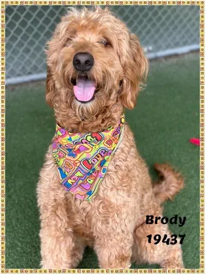 BRODY see also SAWYER