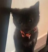 Henry (orange collar)