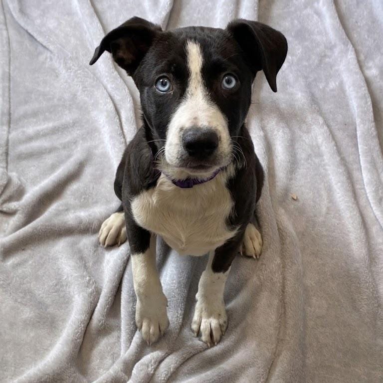 View of Adopt Toto Luco Today - Pets TheCountyOffice