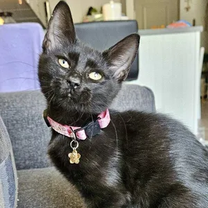 Obsidian