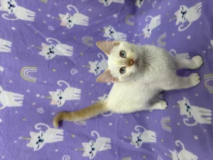 Izzy