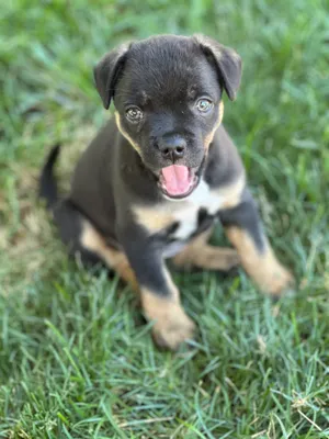 Harper