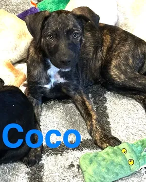 Coco