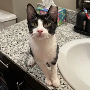 Apollo