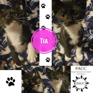 Tia
