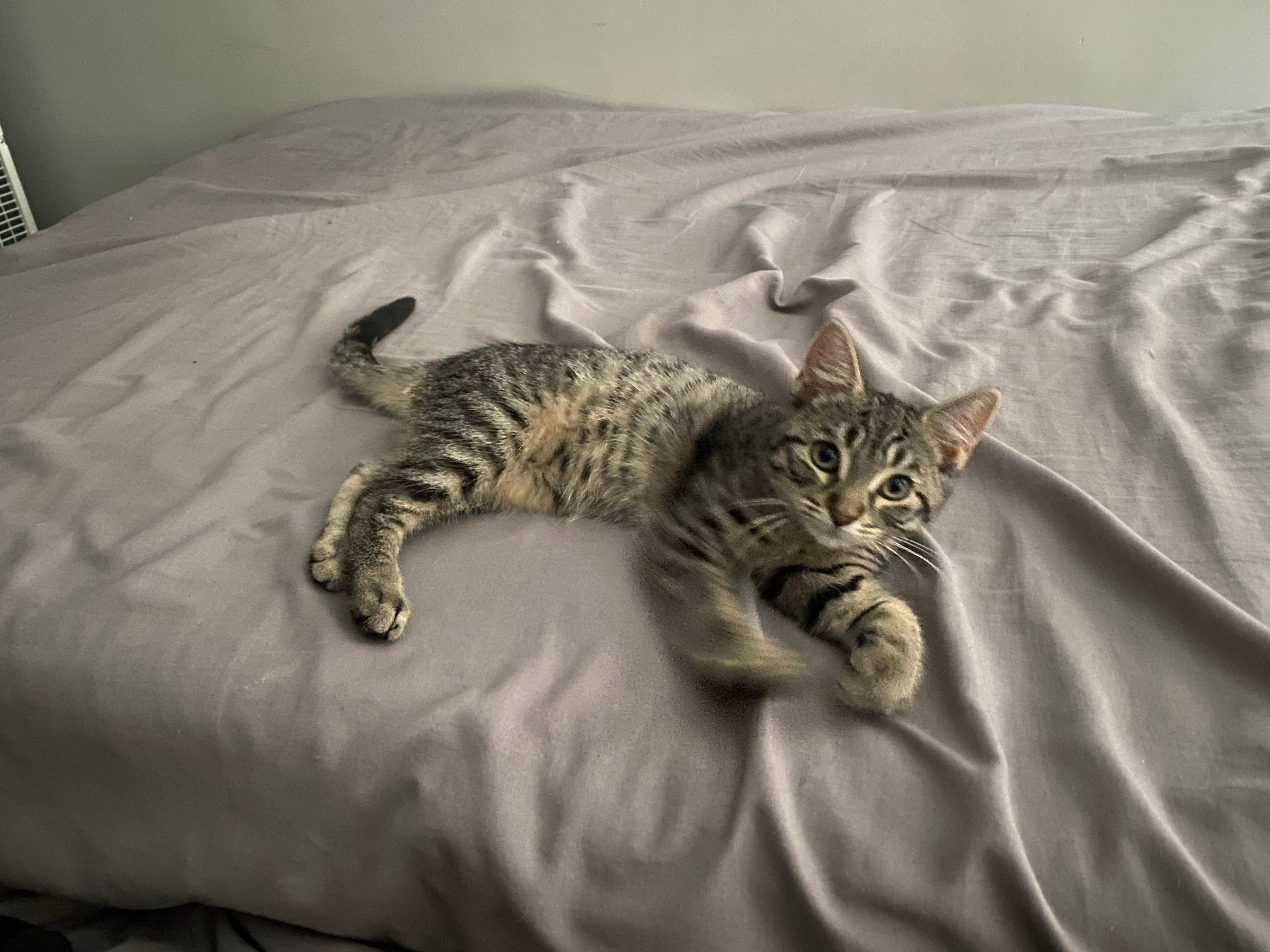 Nova