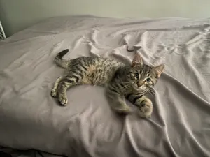 Nova