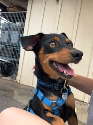 Brutus