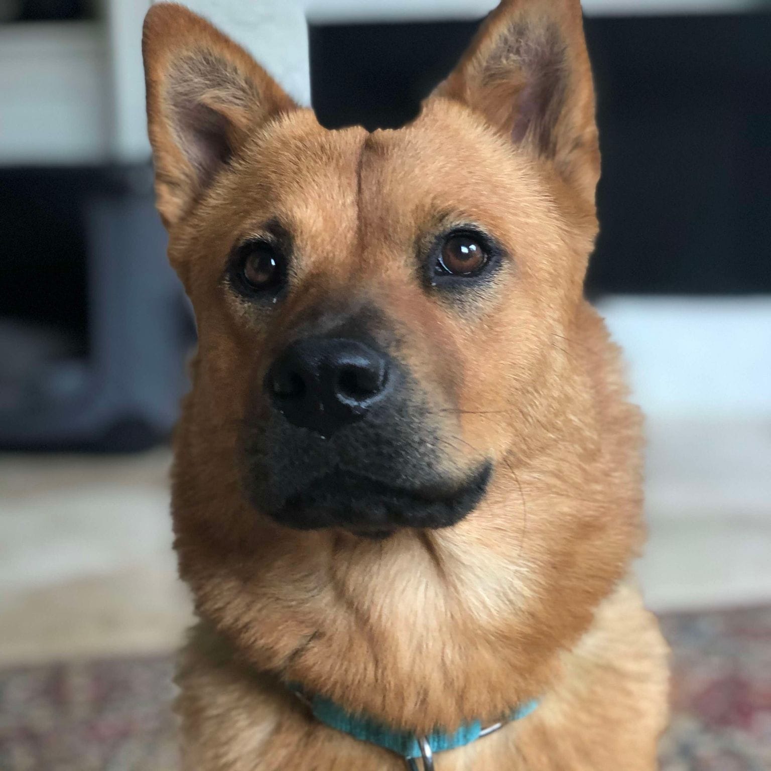 Bonnie