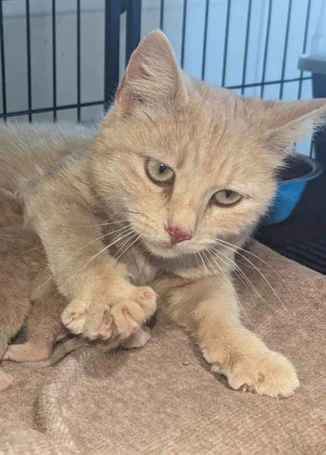 Biscuit