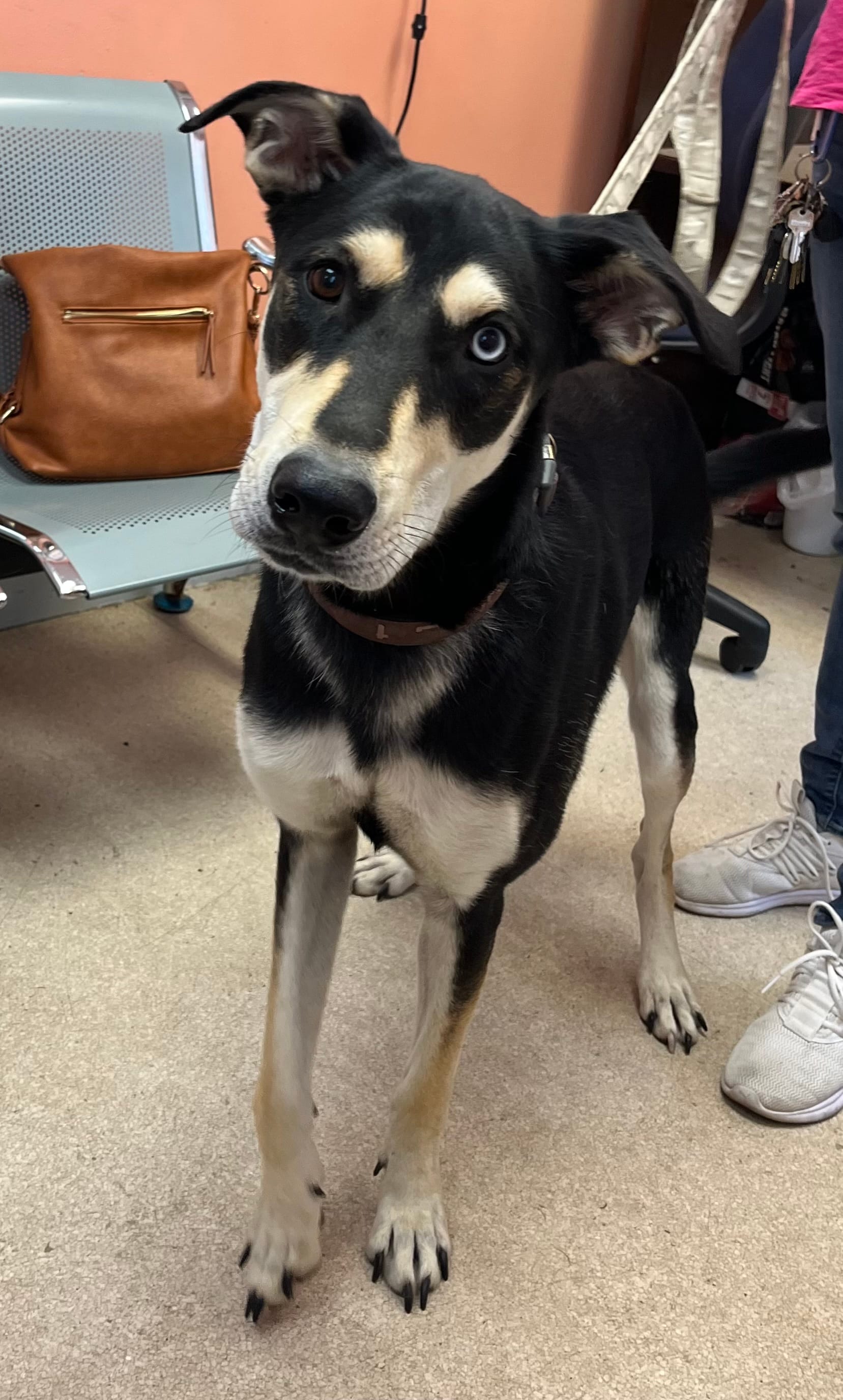 Trixie