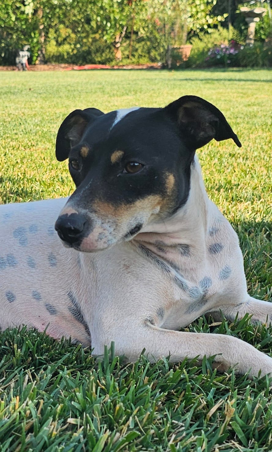Stella