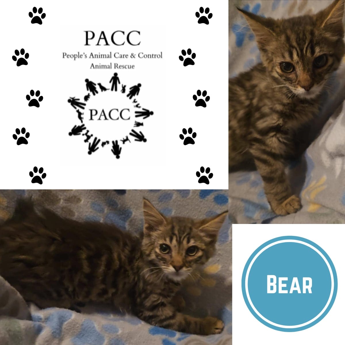 Bear
