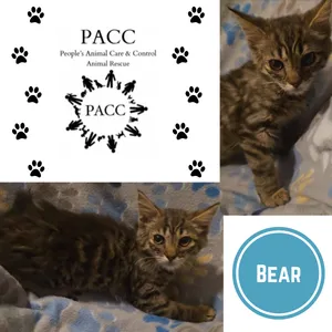 Bear