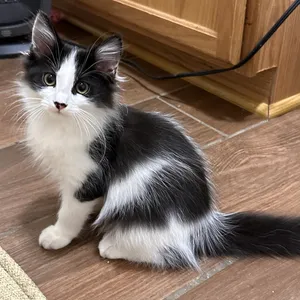 Chloe