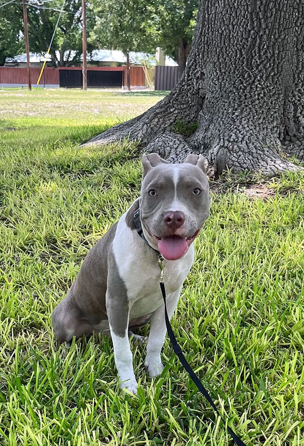 Tyson