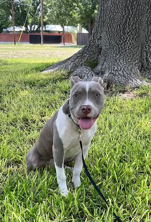Tyson