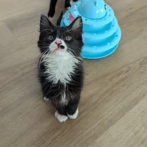 Clyde