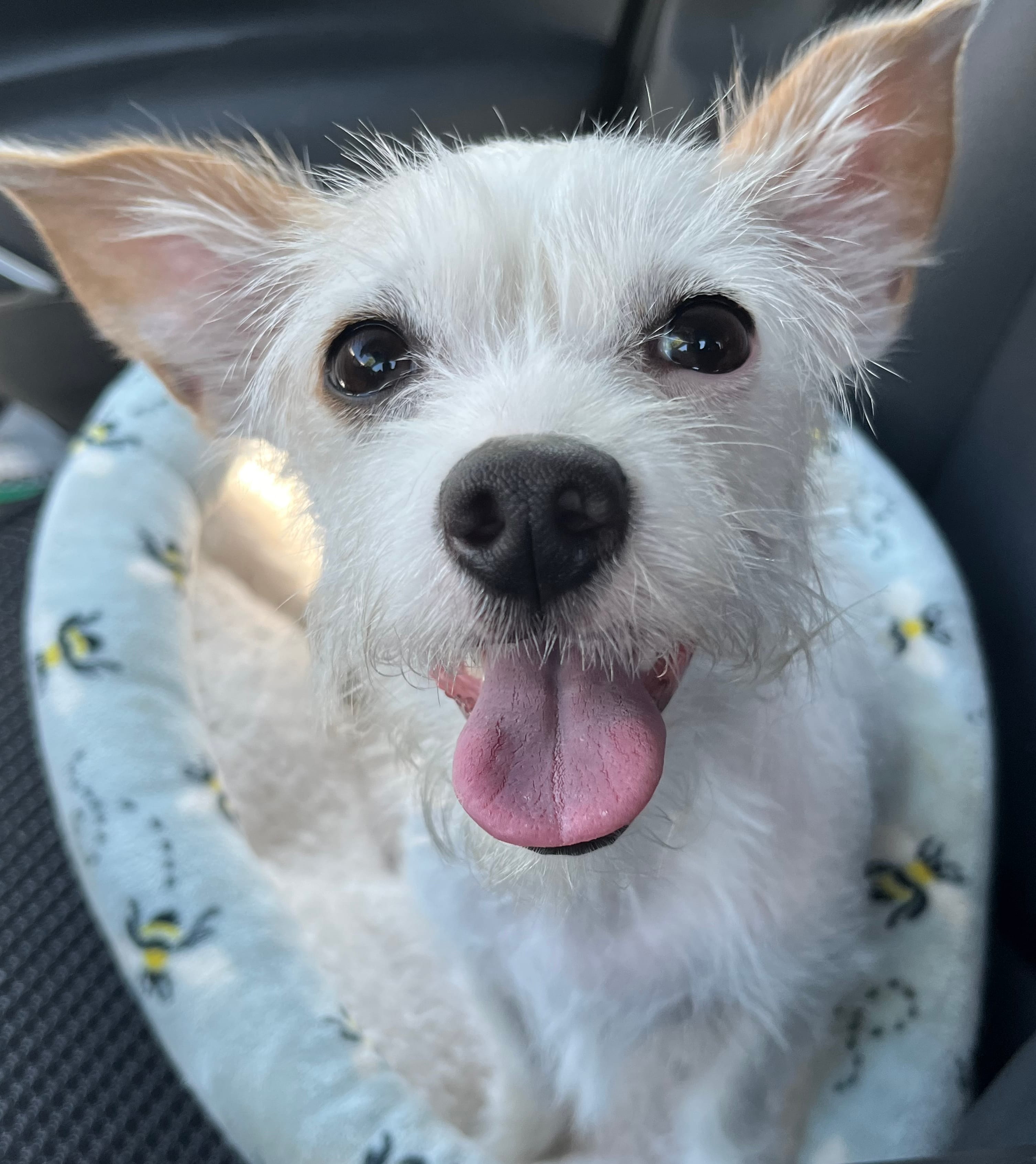 Daisy