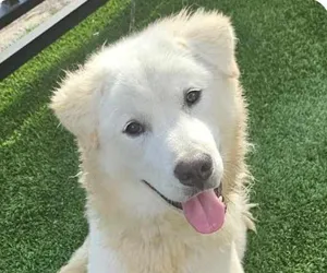 Teddy