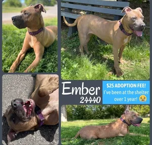 Ember