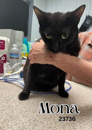 Mona
