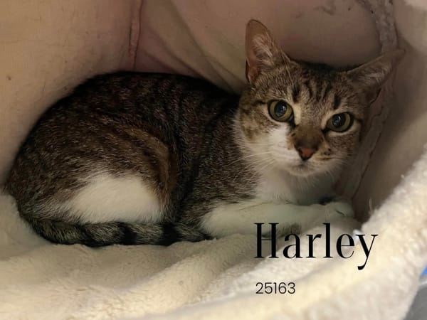 Harley