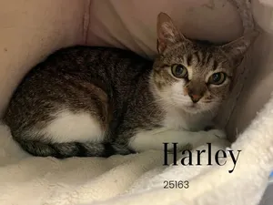 Harley