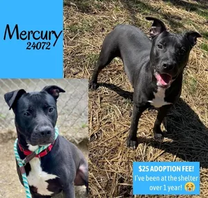 Mercury