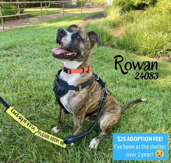 Rowan