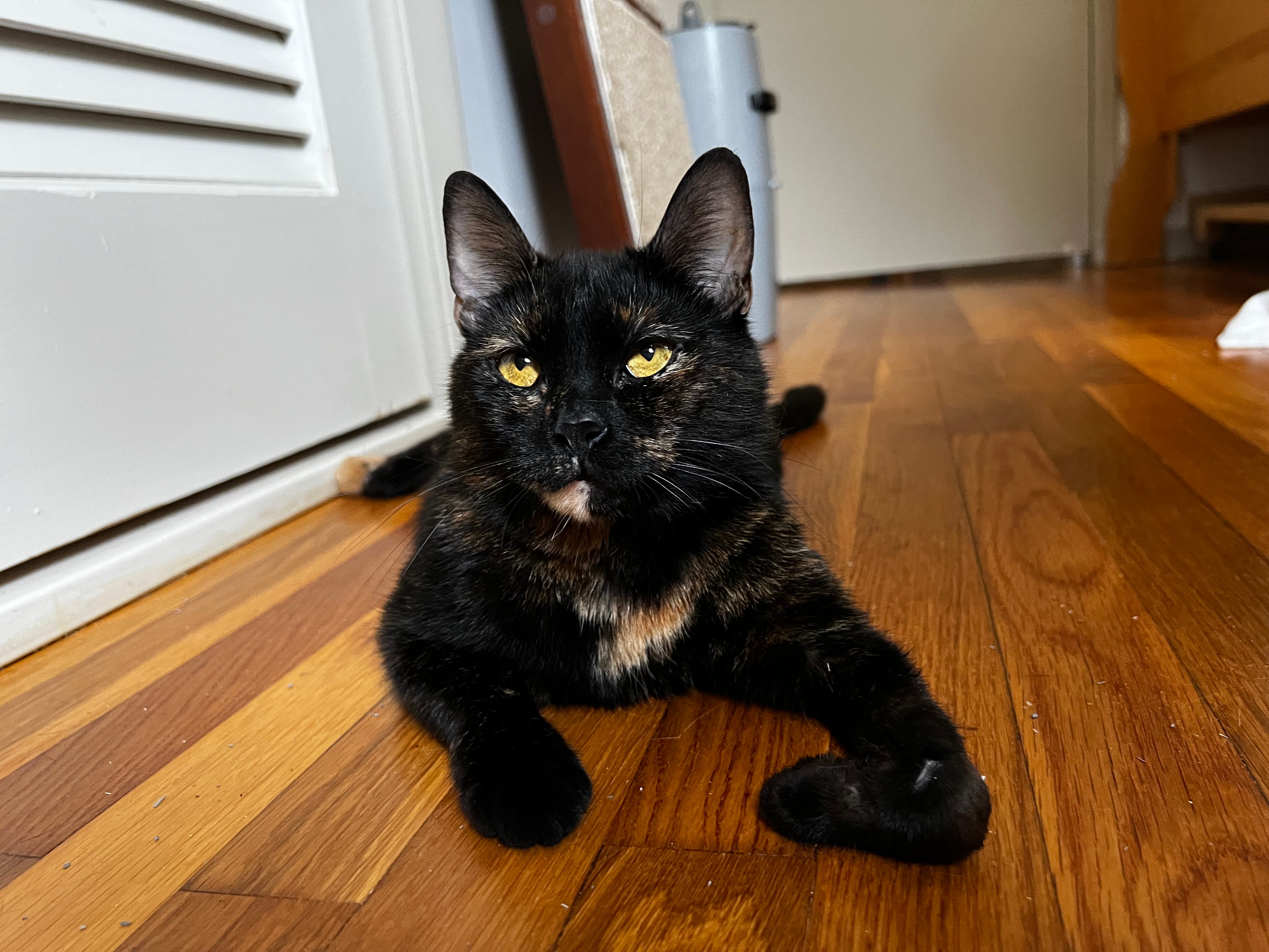 chili