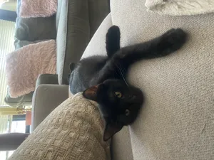 Soot