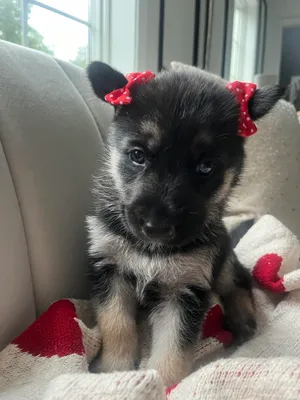 NALA