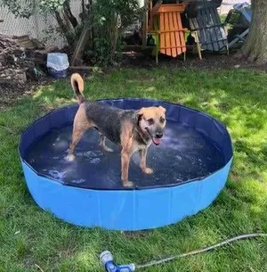 Simba