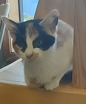 Susie