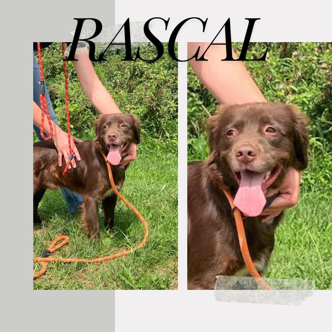Rascal