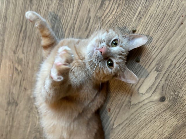 Gigi