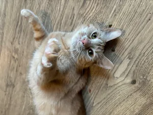Gigi
