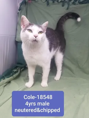 Cole