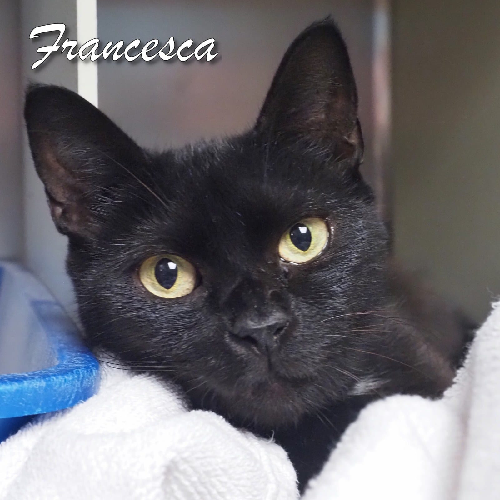 Francesca