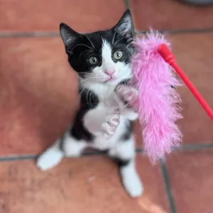 Princess