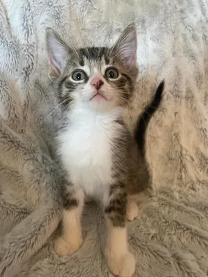 Oliver