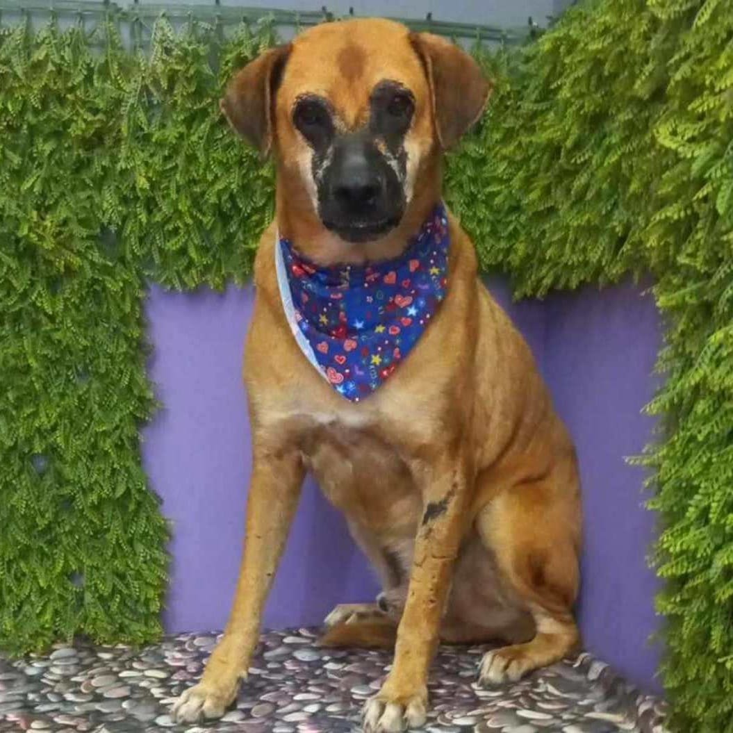 Bruno